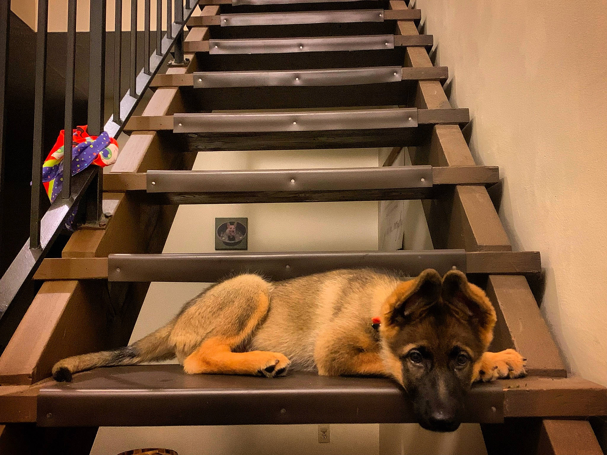 Ziva Dogvid is registered to the contest to win money with this photo: art, canidae, carnivore, comfort, companion_dog, dog, dog_breed, fawn, flooring, fur, handrail, hardwood, leisure, lumber, metal, rectangle, room, sporting_group, stairs, wood