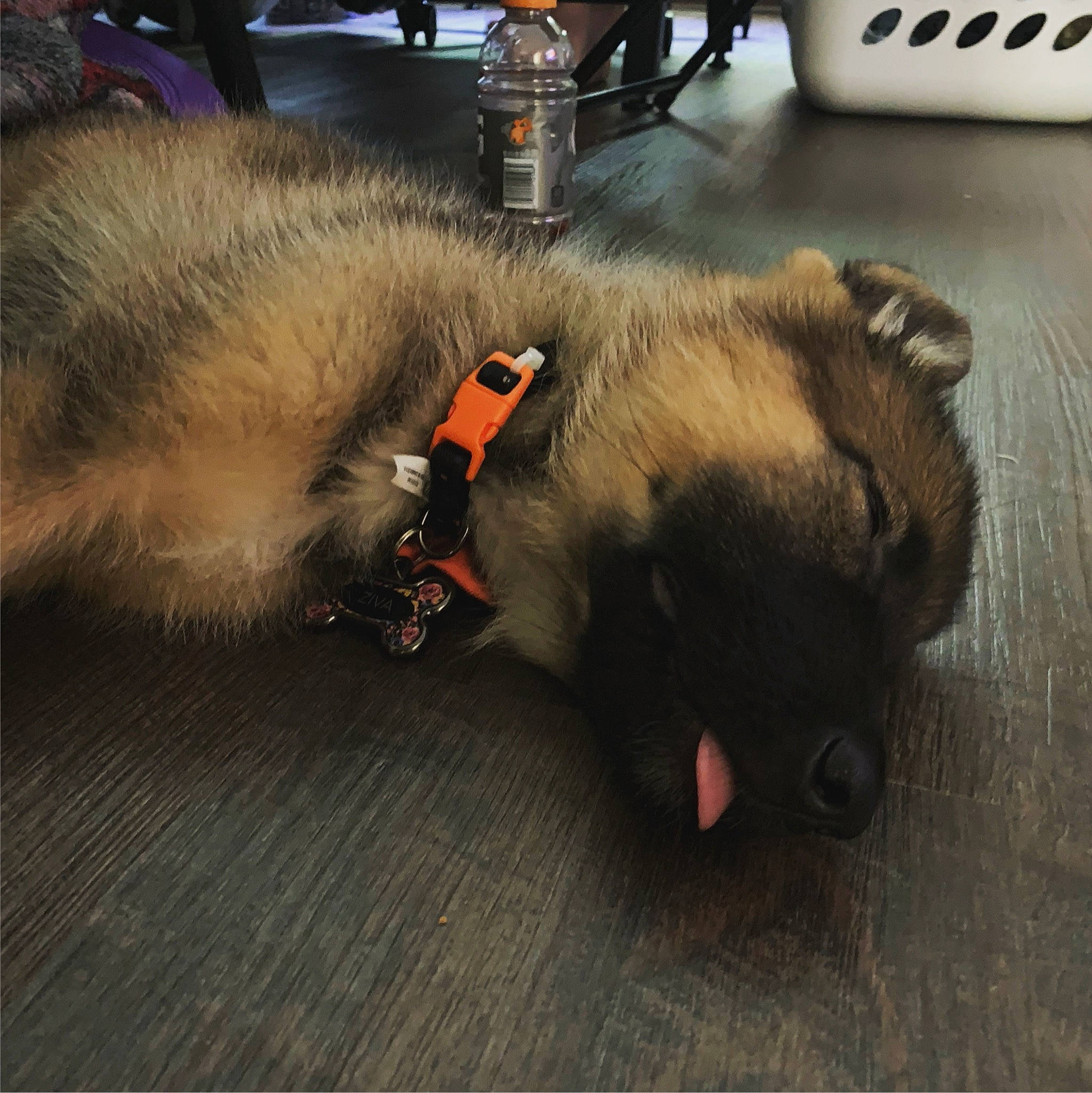 Ziva Dogvid joined the competition — help win amazing prizes! canidae, carnivore, claw, collar, companion_dog, dog_breed, fawn, felidae, flooring, fur, liver, paw, pet_supply, small_to_medium_sized_cats, snout, sporting_group, tail, whiskers, wood, working_animal