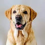 dog, golden_retriever, labrador, pet, animal, smiling, tongue_out, portrait, fur, ears, friendly, cute, canine, looking_at_camera, mammal, domestic_animal, closeup, headshot, happy, indoor