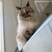 Eli is registered to the contest to win money with this photo: cat, fluffy, blue_eyes, pet, indoor, curious, feline, animal, portrait, close_up, soft_light, window, ledges, whiskers, long_hair, cute, domestic_cat, sitting, house, furry