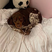 Ollie participe au concours pour gagner de l'argent avec cette photo : dog, stuffed_animal, panda, bed, blanket, comforter, brown, white, fur, indoor, corner, cozy, resting, animal, pet, cute, sleepy, soft, cuddly, relaxed