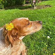 Coca a rejoint le concours — aidez-le/la à gagner de superbes lots ! dog, flower, dandelion, grass, outdoor, sunlight, nature, tree, pink_blossoms, pet, animal, serene, closeup, relaxation, summer, greenery, canine, peaceful, fur, side_profile