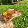 dog, flower, dandelion, grass, outdoor, sunlight, nature, tree, pink_blossoms, pet, animal, serene, closeup, relaxation, summer, greenery, canine, peaceful, fur, side_profile
