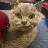 Ayla participe au concours pour gagner de l'argent avec cette photo : cat, gray_cat, amber_eyes, close_up, pet, feline, fur, whiskers, indoor, lap, cozy, animal, looking_at_camera, cute, domestic_cat, face, ears, sitting, person, casual