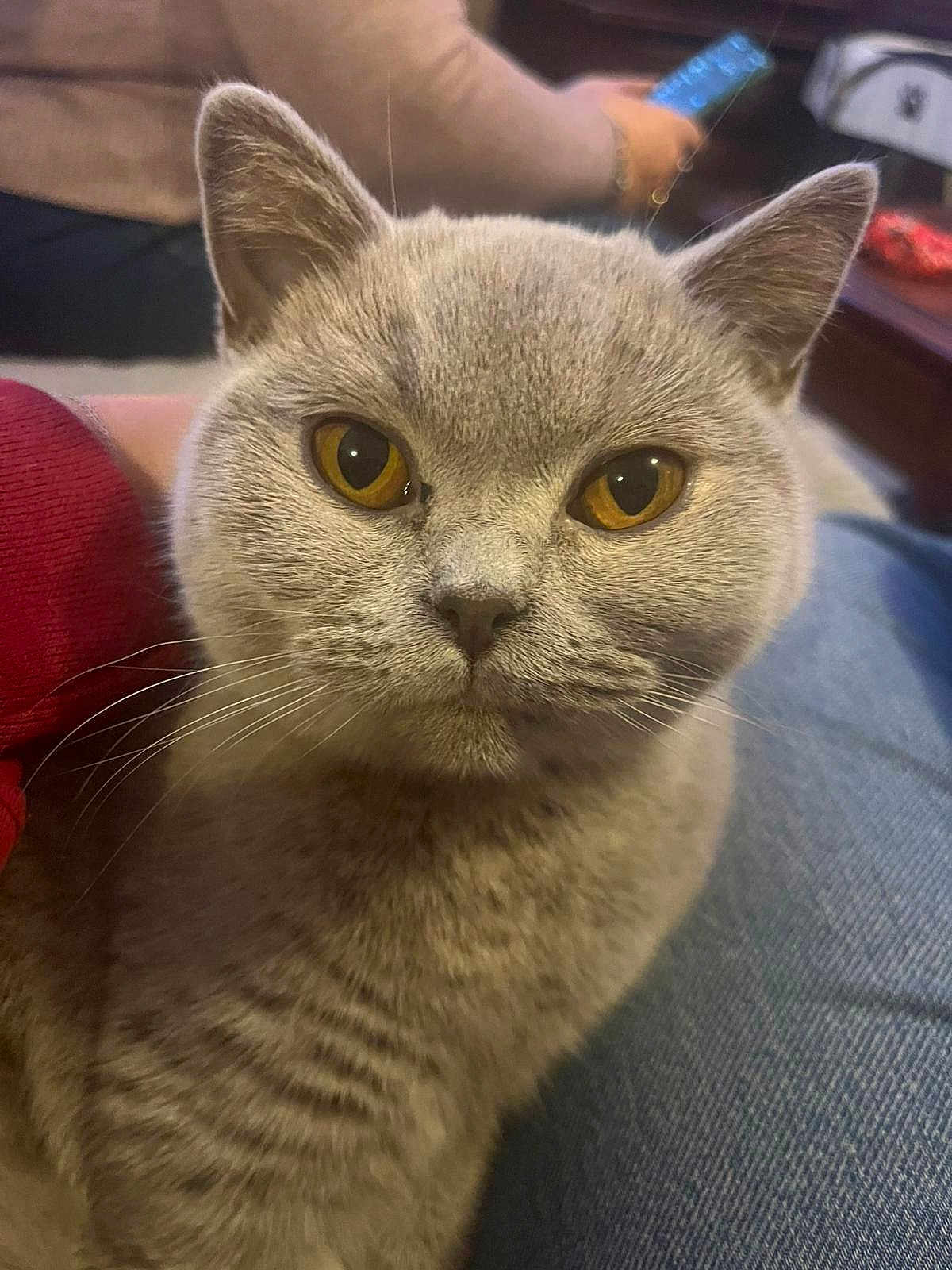 Ayla participe au concours pour gagner de l'argent avec cette photo : cat, gray_cat, amber_eyes, close_up, pet, feline, fur, whiskers, indoor, lap, cozy, animal, looking_at_camera, cute, domestic_cat, face, ears, sitting, person, casual