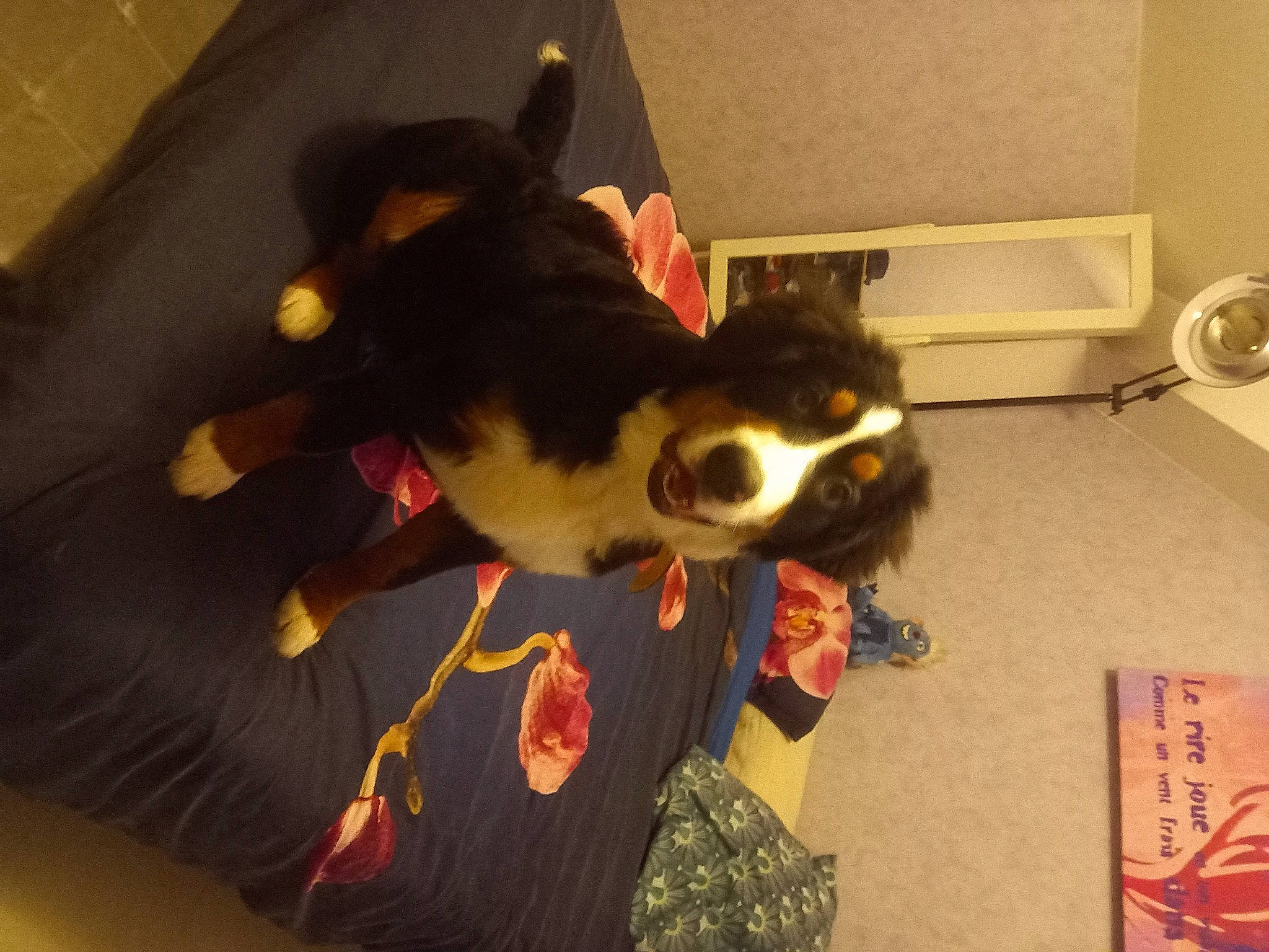 Tao a rejoint le concours — aidez-le/la à gagner de superbes lots ! canidae, carnivore, cat, comfort, companion_dog, dog_breed, felidae, flooring, fun, fur, room, small_to_medium_sized_cats, sporting_group, tail, whiskers