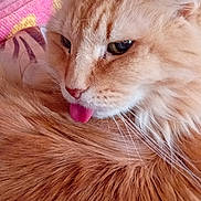 Ulysse participe au concours pour gagner de l'argent avec cette photo : cat, orange_cat, fluffy, tongue_out, indoor, close_up, pet, feline, fur, whiskers, cozy, blanket, soft, cute, animal, domestic_cat, resting, cute_pet, portrait, closeup