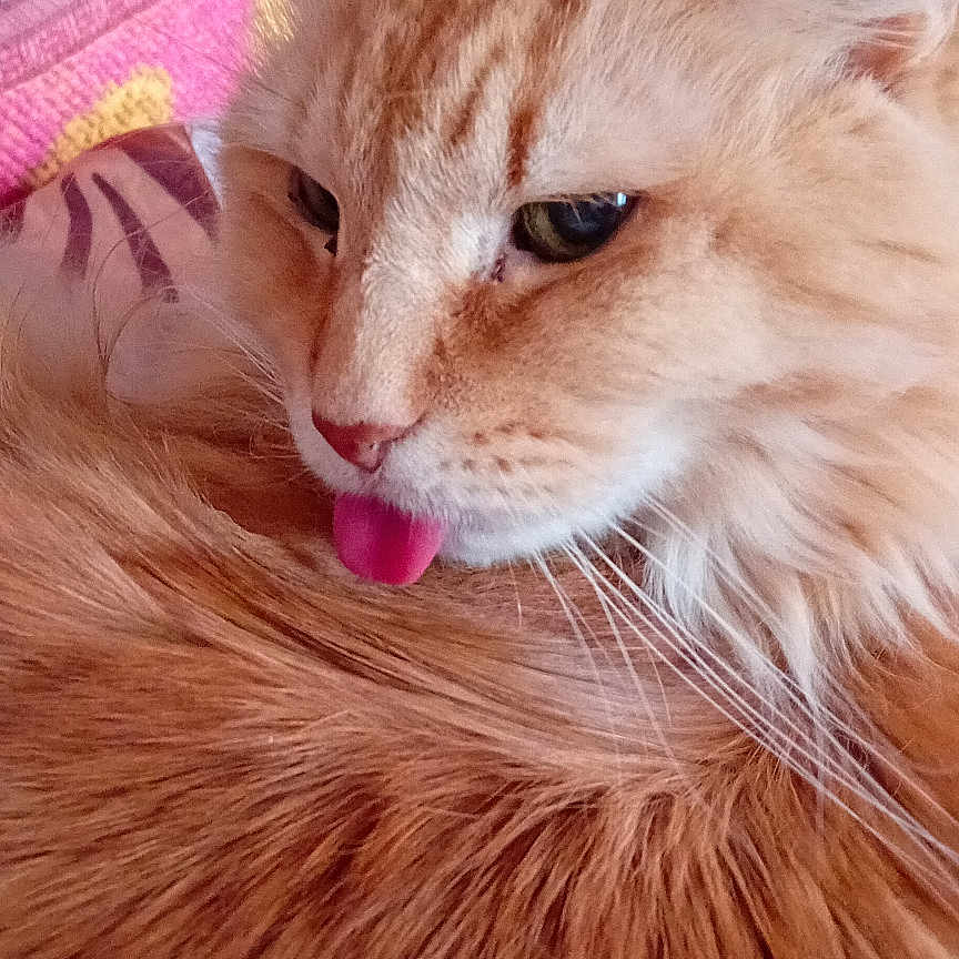Ulysse participe au concours pour gagner de l'argent avec cette photo : animal, blanket, cat, close_up, closeup, cozy, cute, cute_pet, domestic_cat, feline, fluffy, fur, indoor, orange_cat, pet, portrait, resting, soft, tongue_out, whiskers