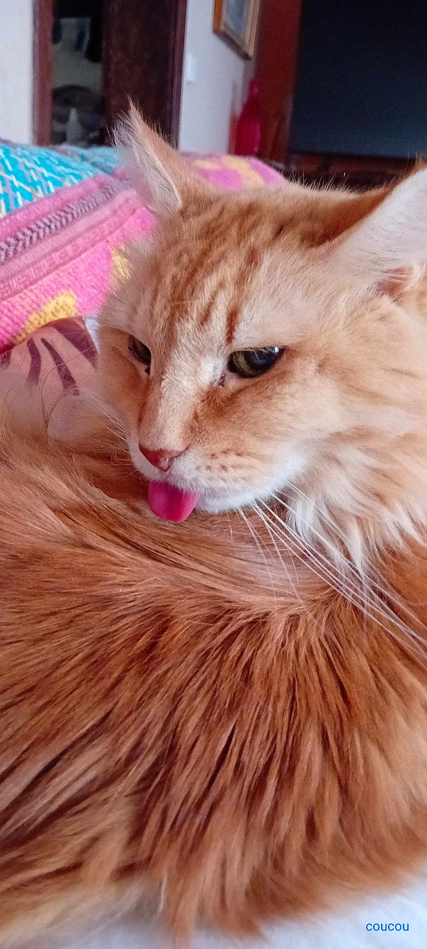 Ulysse participe au concours pour gagner de l'argent avec cette photo : cat, orange_cat, fluffy, tongue_out, indoor, close_up, pet, feline, fur, whiskers, cozy, blanket, soft, cute, animal, domestic_cat, resting, cute_pet, portrait, closeup