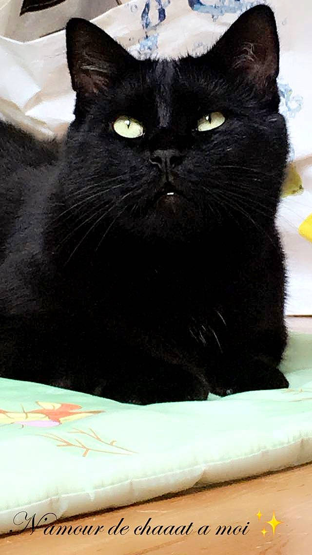 Maraow participe au concours pour gagner de l'argent avec cette photo : black_cat, carnivore, cat, comfort, domestic_short_haired_cat, felidae, fur, small_to_medium_sized_cats, snout, terrestrial_animal, whiskers