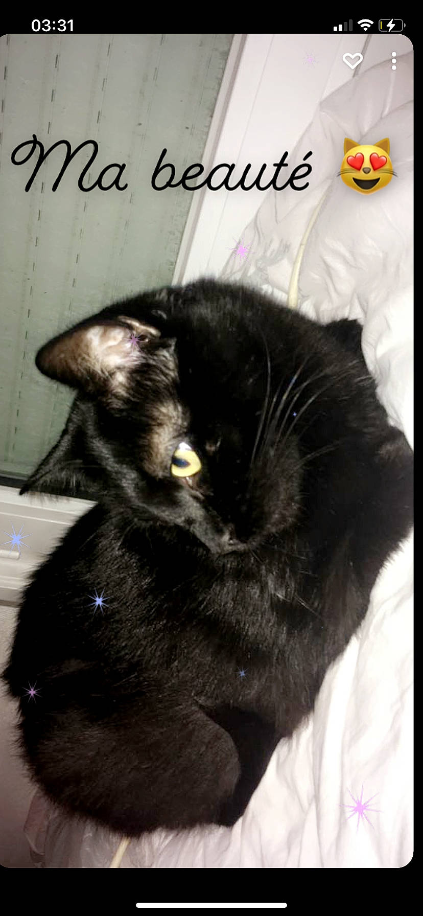 Maraow a rejoint le concours — aidez-le/la à gagner de superbes lots ! black_cat, bombay, carnivore, cat, claw, comfort, domestic_short_haired_cat, felidae, font, fur, internet_meme, paw, photo_caption, photography, small_to_medium_sized_cats, snout, tail, terrestrial_animal, whiskers