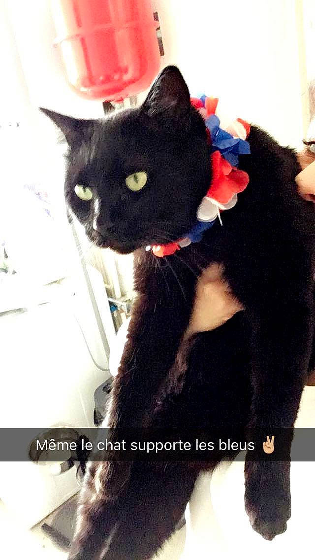 Maraow participe au concours pour gagner de l'argent avec cette photo : black_cat, bombay, bow_tie, carmine, carnivore, cat, comfort, domestic_short_haired_cat, fashion_accessory, felidae, fur, gesture, plant, plush, small_to_medium_sized_cats, snout, stuffed_toy, tail, toy, whiskers