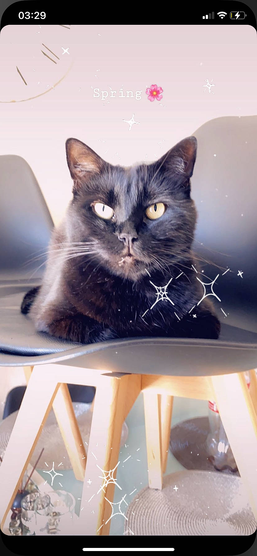 Maraow participe au concours pour gagner de l'argent avec cette photo : black_cat, box, carnivore, cat, comfort, couch, domestic_short_haired_cat, felidae, fur, grey, paw, rectangle, room, sitting, small_to_medium_sized_cats, snout, table, tail, whiskers, window