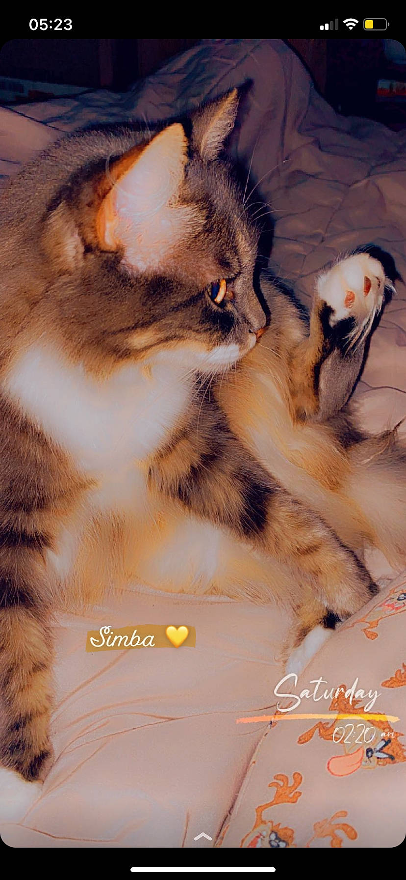 Simba participe au concours pour gagner de l'argent avec cette photo : art, carnivore, cat, claw, domestic_short_haired_cat, fawn, felidae, fur, happy, paw, photo_caption, small_to_medium_sized_cats, snout, tail, terrestrial_animal, whiskers, wildlife