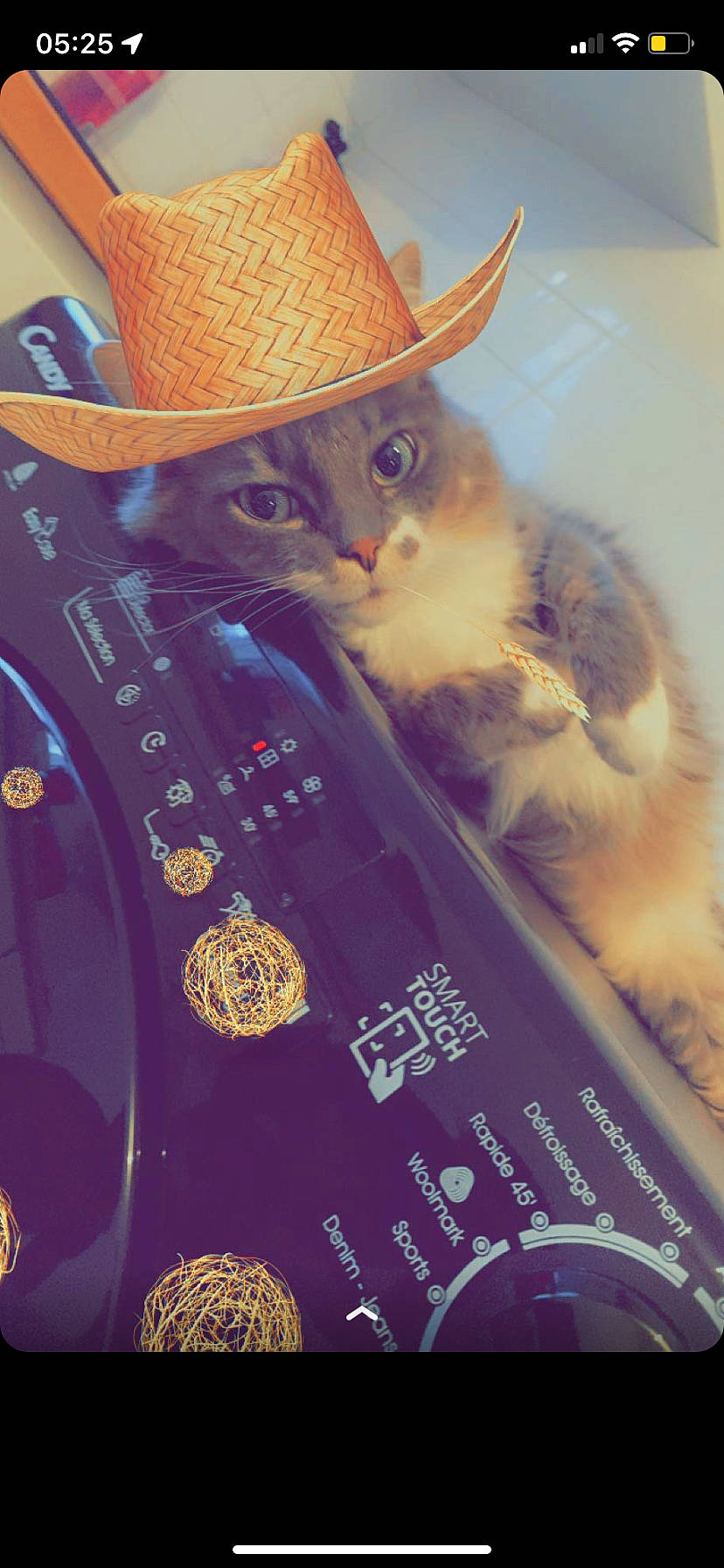 Simba a rejoint le concours — aidez-le/la à gagner de superbes lots ! book_cover, cat, costume_hat, cowboy_hat, domestic_short_haired_cat, electric_blue, fashion_accessory, fedora, felidae, font, fur, hat, illustration, magenta, pattern, publication, small_to_medium_sized_cats, sombrero, sun_hat, whiskers