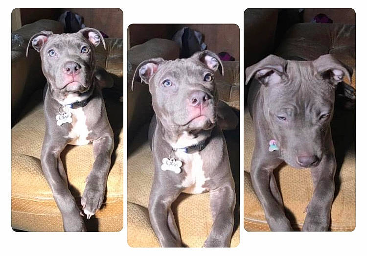 Leilani is registered to the contest to win money with this photo: canidae, carnivore, collar, companion_dog, dishware, dog, dog_breed, dog_collar, fawn, grey, liver, non_sporting_group, pet_supply, snout, sporting_group, working_animal