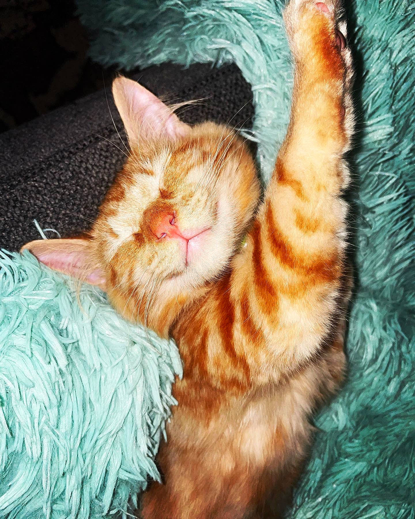 Homer joined the competition — help win amazing prizes! carnivore, cat, cat_bed, cat_supply, claw, comfort, domestic_short_haired_cat, eye, fawn, felidae, fur, grass, nap, paw, small_to_medium_sized_cats, snout, tail, whiskers, wildlife, window