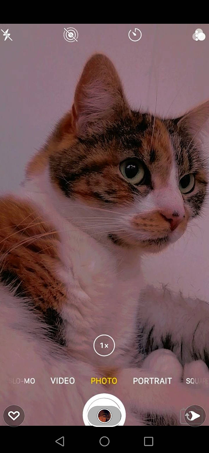 Canelle participe au concours pour gagner de l'argent avec cette photo : art, carnivore, cat, collar, domestic_short_haired_cat, door, eyelash, fawn, felidae, fur, gesture, paw, pet_supply, photo_caption, small_to_medium_sized_cats, snout, whiskers, window