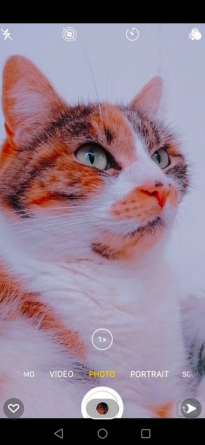 Canelle participe au concours pour gagner de l'argent avec cette photo : art, carnivore, cat, close_up, eye, eyelash, fawn, felidae, fur, pet_supply, small_to_medium_sized_cats, snout, terrestrial_animal, whiskers, wildlife