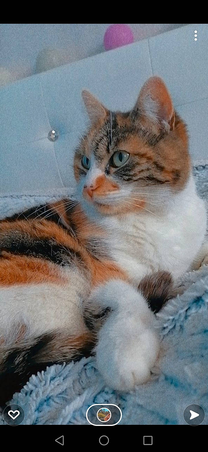 Canelle participe au concours pour gagner de l'argent avec cette photo : art, carnivore, cat, claw, domestic_short_haired_cat, eye, fawn, felidae, foot, fur, iris, painting, paw, small_to_medium_sized_cats, snout, tail, terrestrial_animal, whiskers, wildlife, window