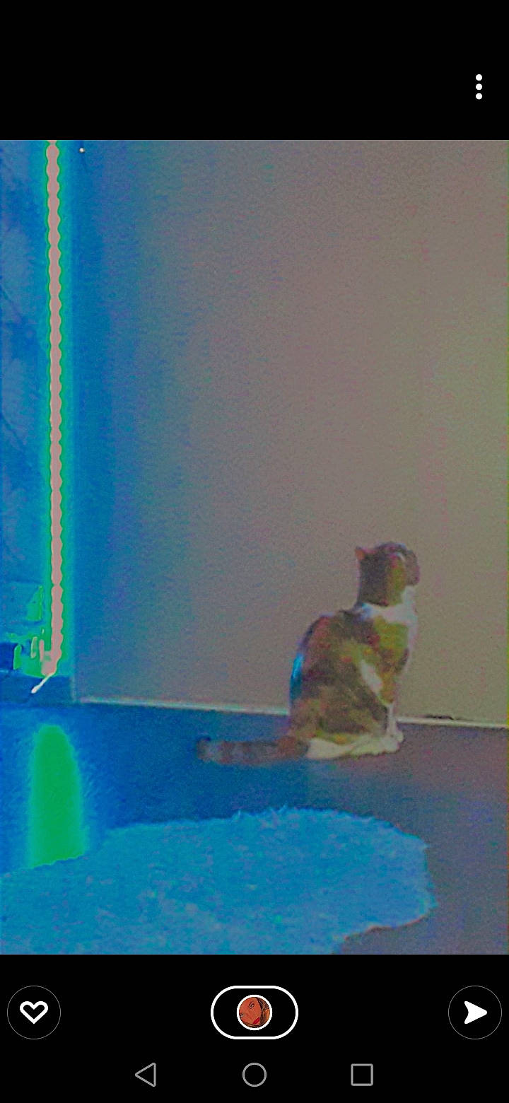 Canelle a rejoint le concours — aidez-le/la à gagner de superbes lots ! art, beak, carnivore, electric_blue, fawn, felidae, flooring, illustration, magenta, paint, painting, rectangle, room, small_to_medium_sized_cats, still_life, still_life_photography, tail, tints_and_shades, visual_arts, wood