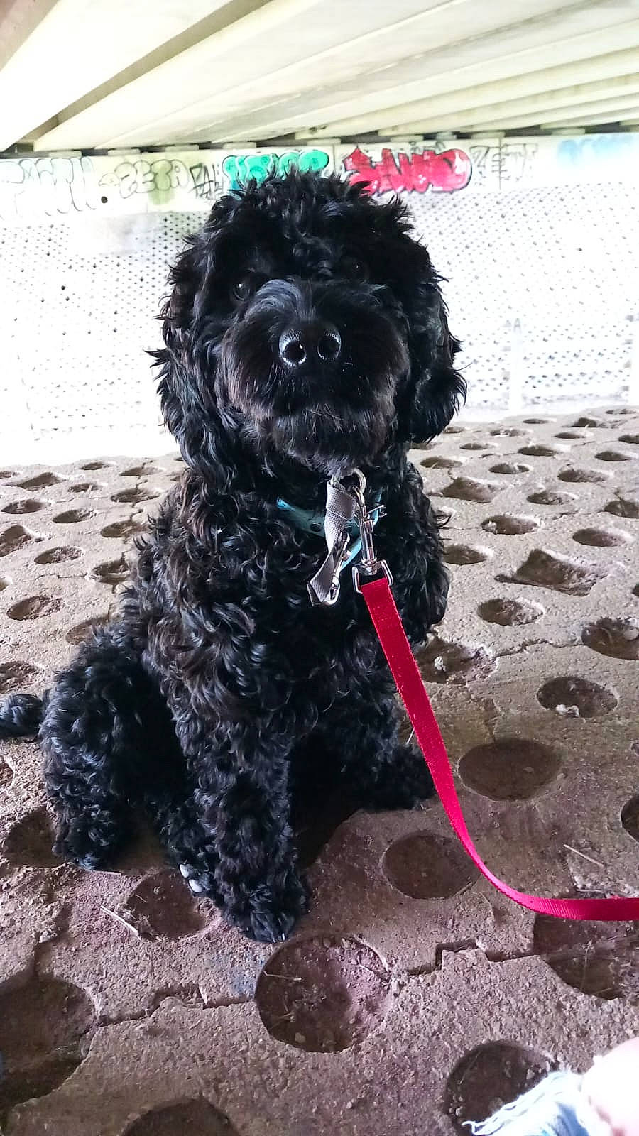 Poppy joined the competition — help win amazing prizes! canidae, carnivore, cockapoo, companion_dog, dog, dog_breed, dog_collar, dog_supply, fur, labradoodle, maltepoo, poodle, small_terrier, snout, soil, sporting_group, terrier, toy_dog, water_dog, working_animal