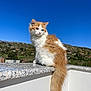 cat, fluffy, orange_and_white, sitting, granite_ledge, outdoor, blue_sky, clear_sky, hill, greenery, nature, daylight, pet, animal, long_tail, fur, serene, looking_away, sunlight, calm
