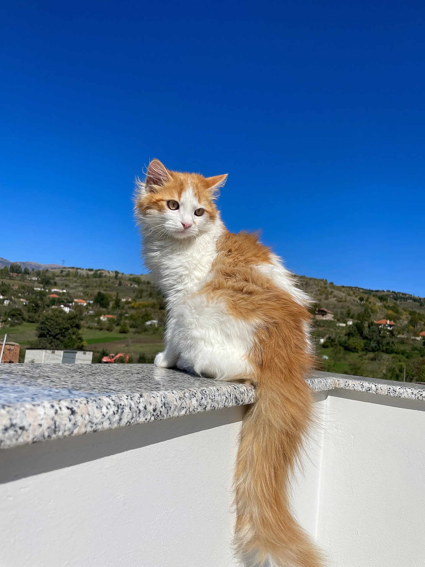 Popi is registered to the contest to win money with this photo: cat, fluffy, orange_and_white, sitting, granite_ledge, outdoor, blue_sky, clear_sky, hill, greenery, nature, daylight, pet, animal, long_tail, fur, serene, looking_away, sunlight, calm