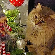 Hoèvé a rejoint le concours — aidez-le/la à gagner de superbes lots ! cat, christmas_tree, close_up, curious, decorations, doll, feline, festive, fluffy_cat, greenery, holiday, indoor, orange_tabby, ornament, pet, pine_needles, red_ball, string_lights, striped_legs, twinkling_lights
