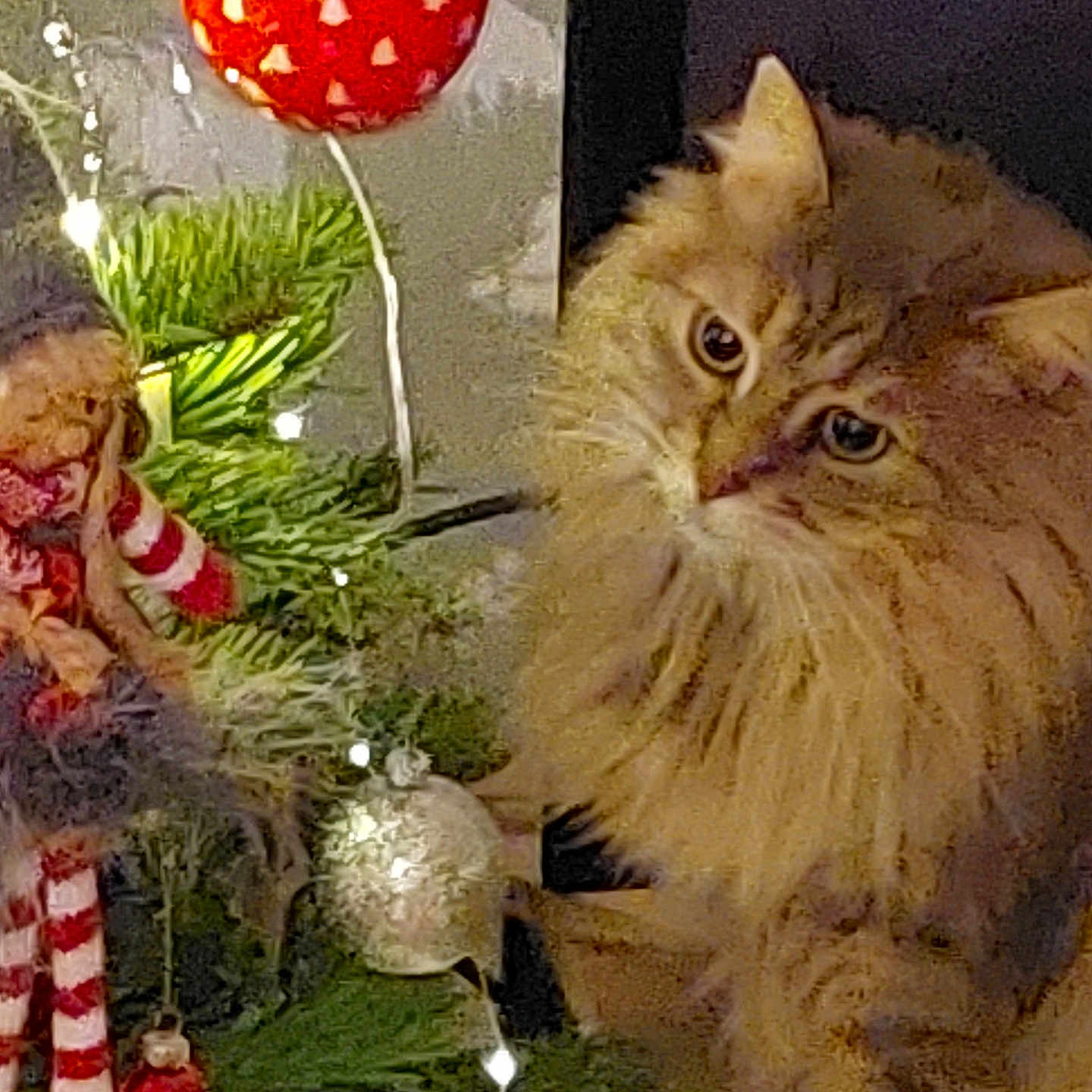 Hoèvé a rejoint le concours — aidez-le/la à gagner de superbes lots ! cat, christmas_tree, close_up, curious, decorations, doll, feline, festive, fluffy_cat, greenery, holiday, indoor, orange_tabby, ornament, pet, pine_needles, red_ball, string_lights, striped_legs, twinkling_lights