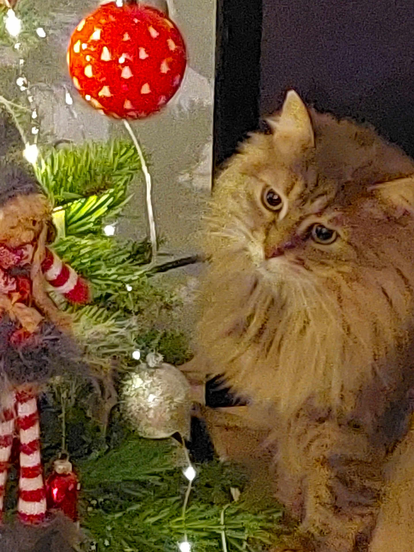 Hoèvé a rejoint le concours — aidez-le/la à gagner de superbes lots ! cat, christmas_tree, close_up, curious, decorations, doll, feline, festive, fluffy_cat, greenery, holiday, indoor, orange_tabby, ornament, pet, pine_needles, red_ball, string_lights, striped_legs, twinkling_lights