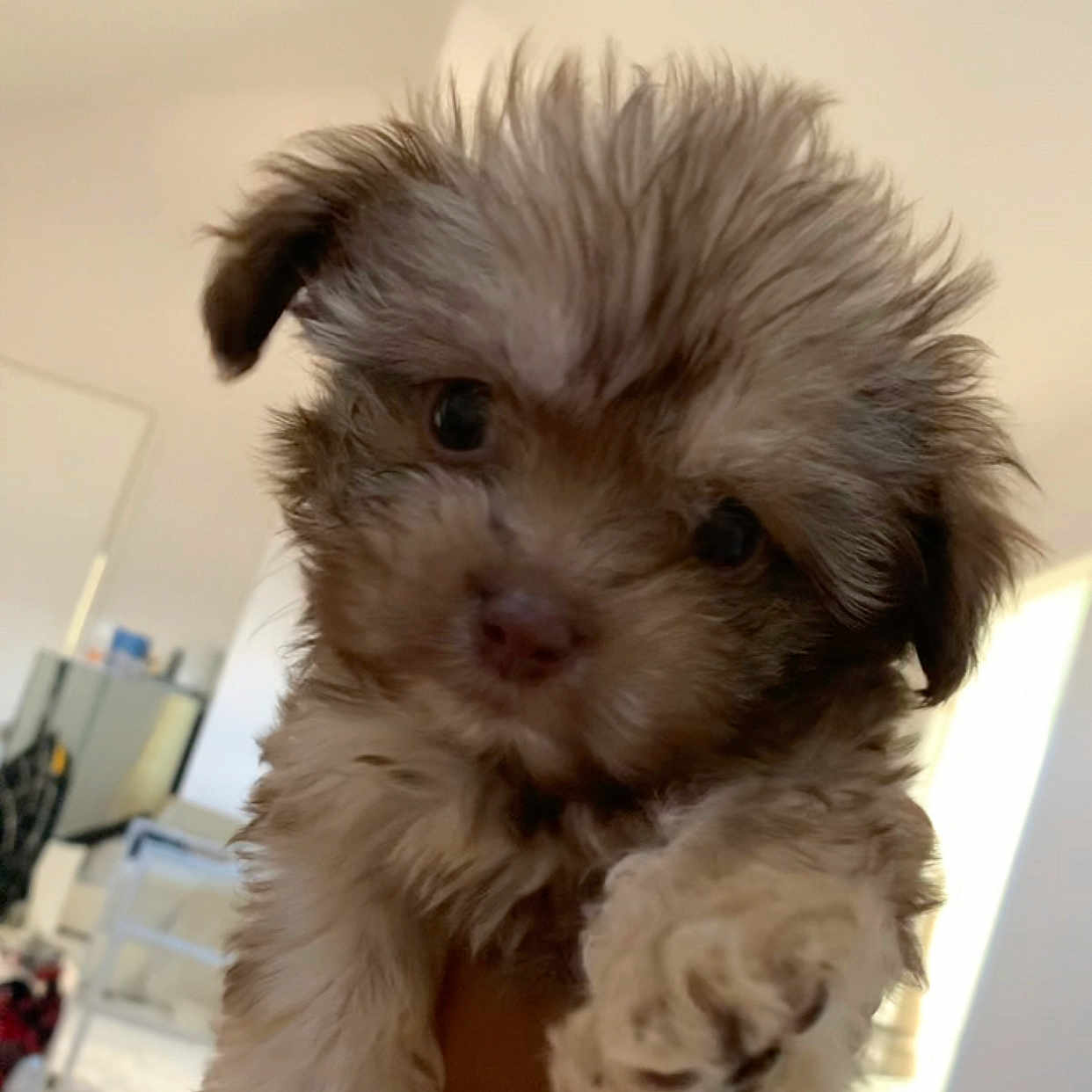 Cookie joined the competition — help win amazing prizes! affenpinscher, animal, canine, cockerspaniel, dog, hound, pet, poodle, puppy, terrier, whitedog