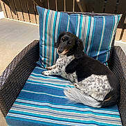 Daisy Mae joined the competition — help win amazing prizes! animal, black, chair, comfort, cushion, dog, domestic, fur, outdoor, pet, pillow, portrait, relaxed, resting, striped, sunlight, tail, white, wicker, wooden_fence