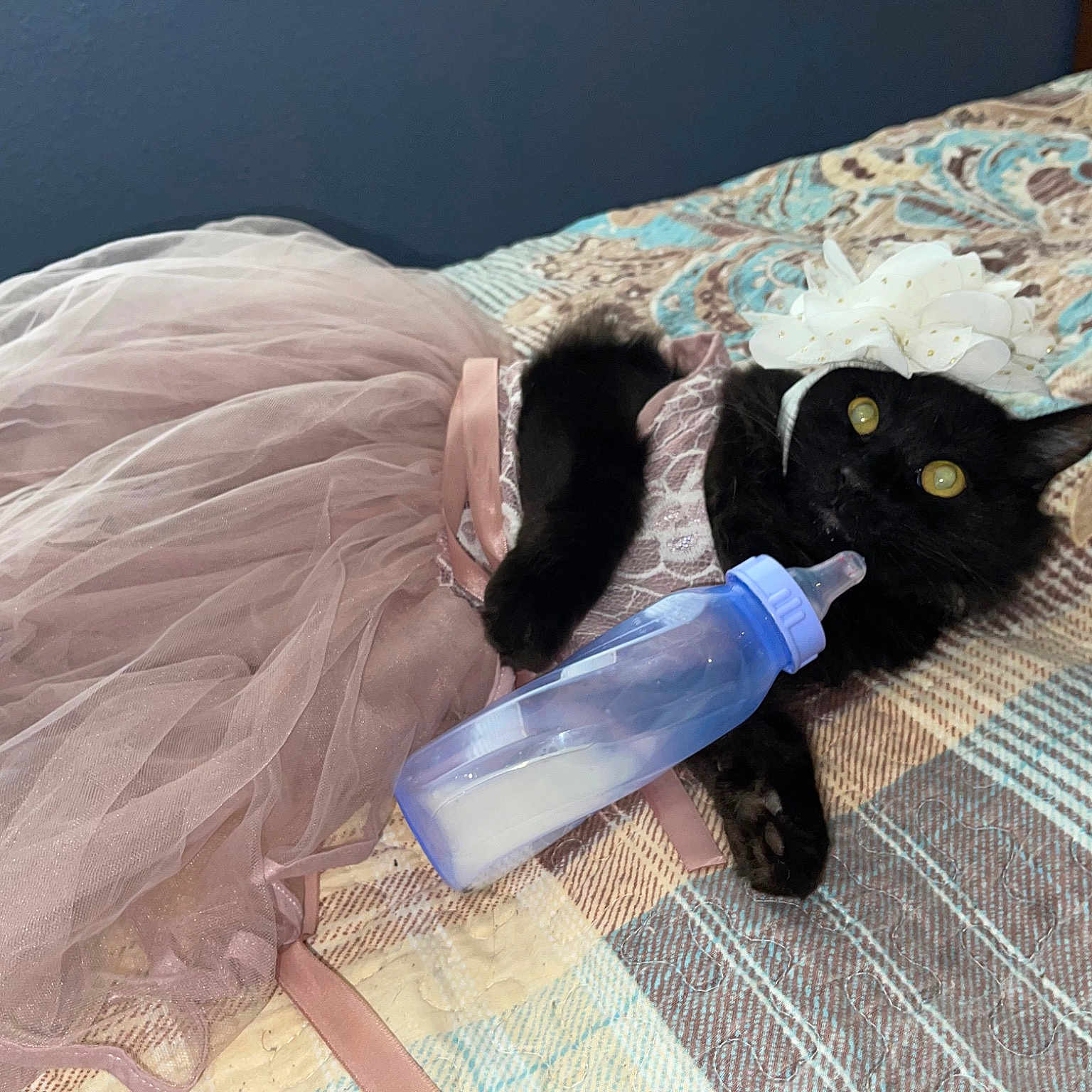 Brizooooo is registered to the contest to win money with this photo: bombay, carnivore, cat, comfort, domestic_short_haired_cat, dress, electric_blue, fashion_accessory, feather, felidae, formal_wear, fur, linens, natural_material, small_to_medium_sized_cats, tail, toy, umbrella, whiskers, wing