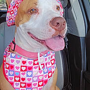 Layla Marie is registered to the contest to win money with this photo: dog, canine, pet, animal, car_interior, seat, bandana, hat, heart_pattern, pink, white, brown, tongue_out, happy, sunlight, window, collar, sitting, ears_up, portrait