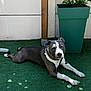 dog, canine, pet, laying_down, gray_coat, white_coat, collar, outdoor, artificial_grass, plant, planter, wooden_post, sunlight, shadow, calm, relaxed, animal, nature, daylight, domestic_animal