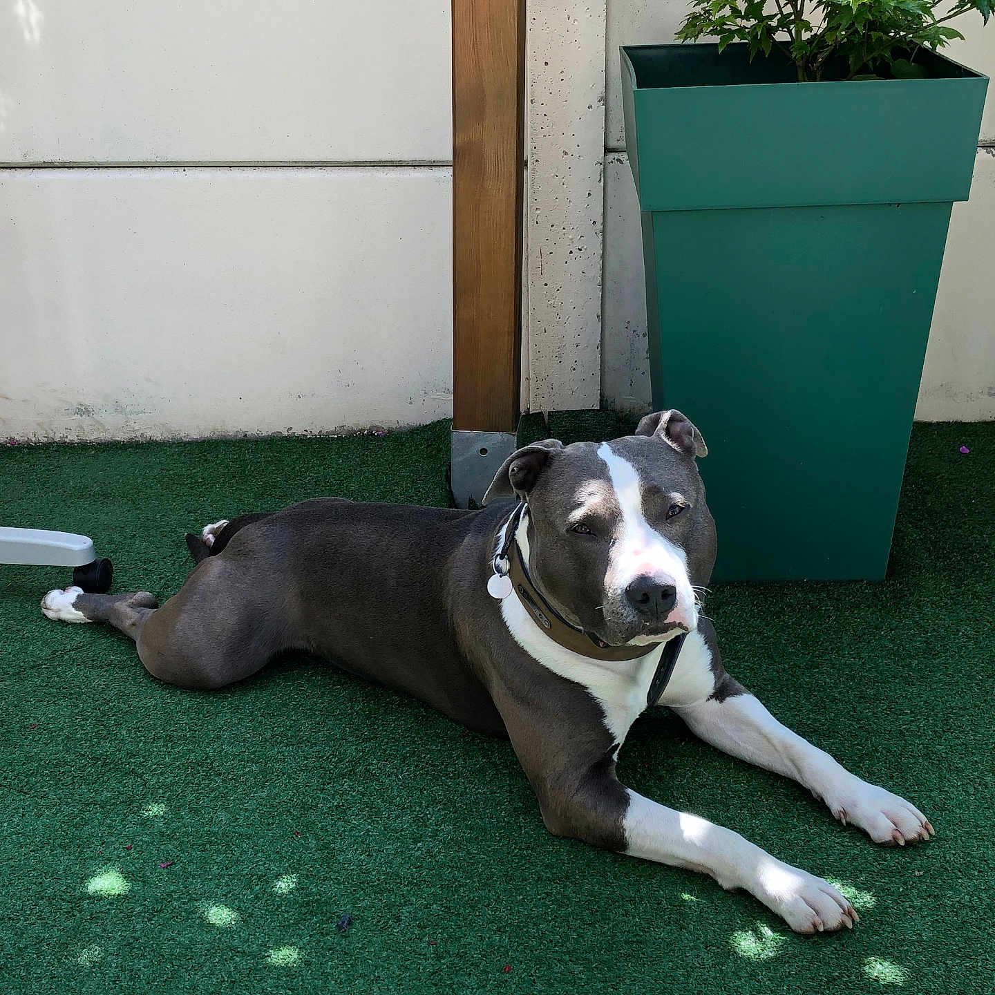 Taïgo a rejoint le concours — aidez-le/la à gagner de superbes lots ! animal, artificial_grass, calm, canine, collar, daylight, dog, domestic_animal, gray_coat, laying_down, nature, outdoor, pet, plant, planter, relaxed, shadow, sunlight, white_coat, wooden_post