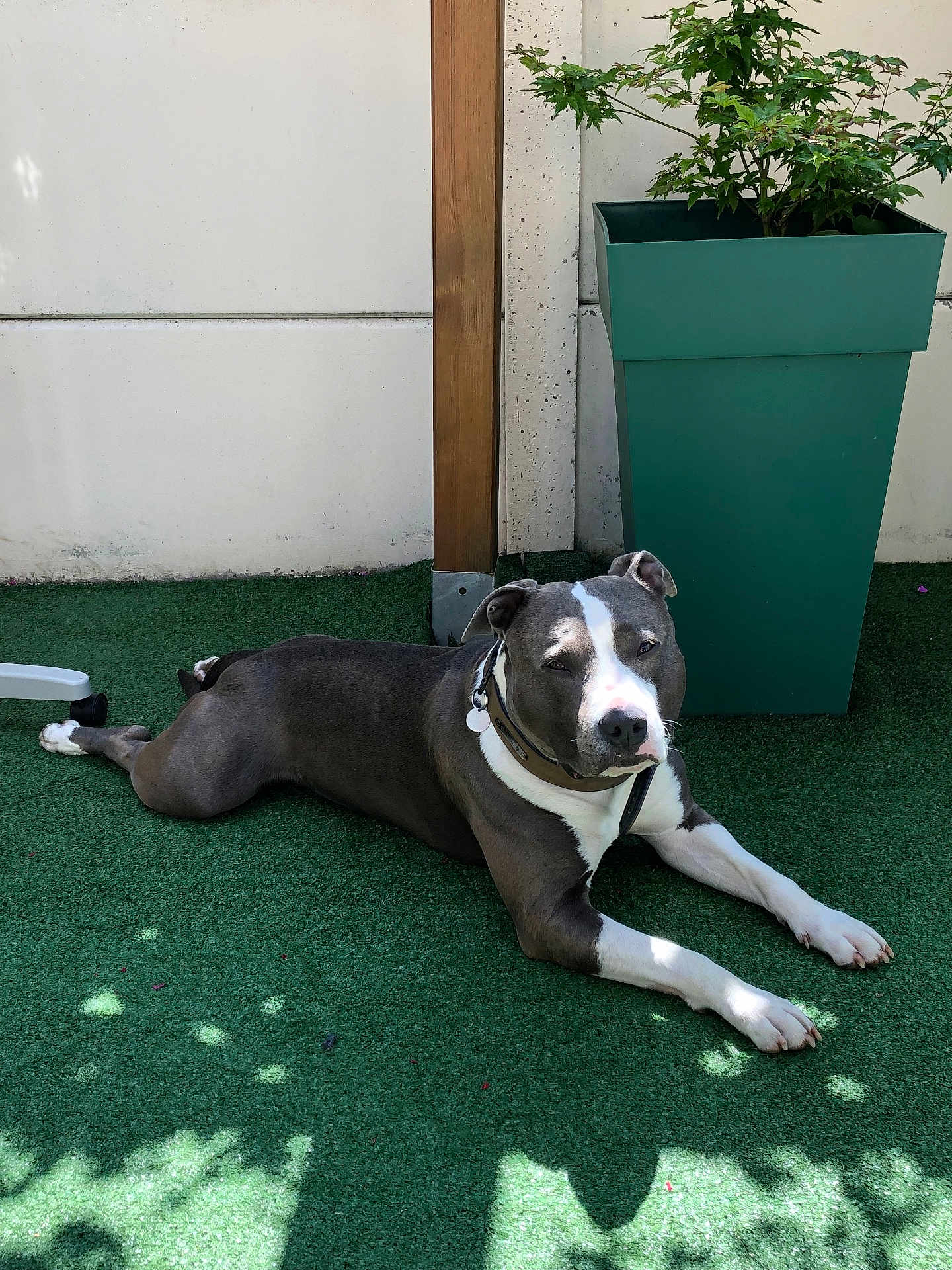 Taïgo a rejoint le concours — aidez-le/la à gagner de superbes lots ! dog, canine, pet, laying_down, gray_coat, white_coat, collar, outdoor, artificial_grass, plant, planter, wooden_post, sunlight, shadow, calm, relaxed, animal, nature, daylight, domestic_animal