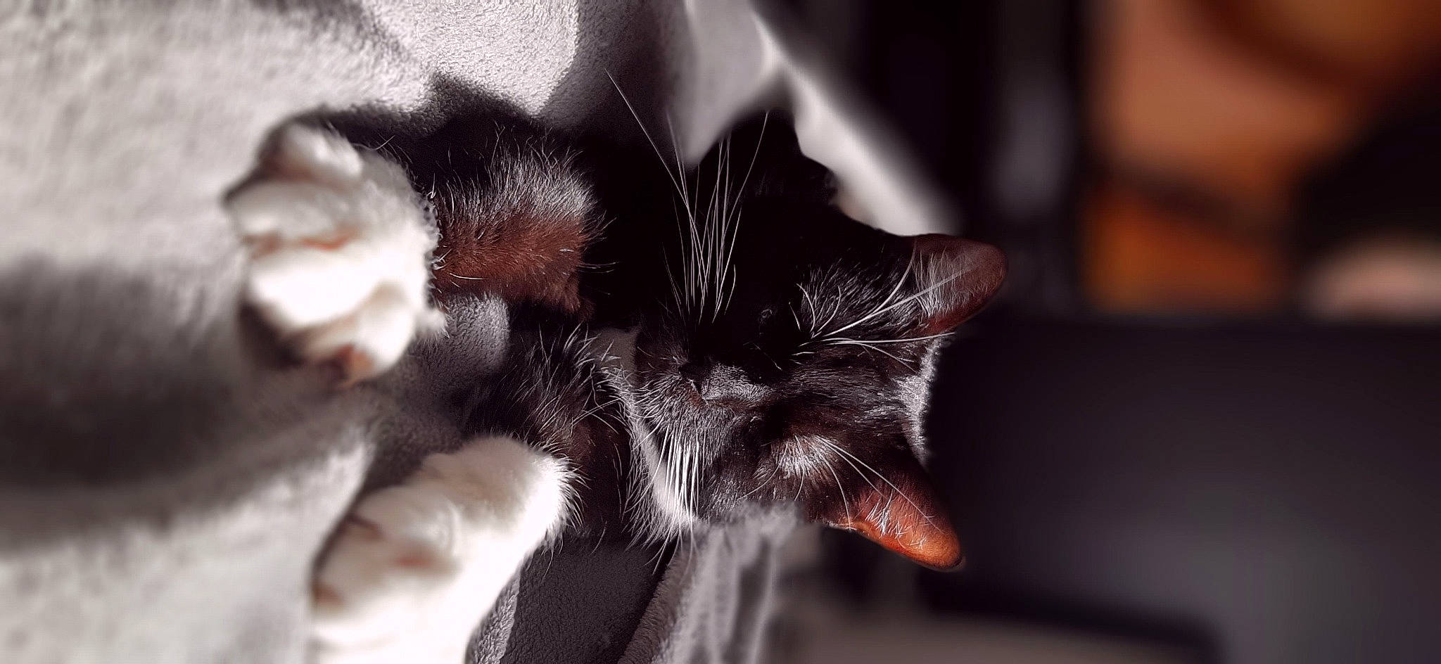 Simplet a rejoint le concours — aidez-le/la à gagner de superbes lots ! carnivore, cat, claw, comfort, darkness, domestic_short_haired_cat, ear, felidae, fur, gesture, macro_photography, monochrome, monochrome_photography, paw, small_to_medium_sized_cats, snout, tail, whiskers