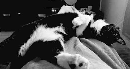 Simplet participe au concours pour gagner de l'argent avec cette photo : black, black_and_white, bored, canidae, carnivore, cat, comfort, companion_dog, dog_breed, felidae, fur, monochrome, monochrome_photography, nap, small_to_medium_sized_cats, sporting_group, style, terrestrial_animal, whiskers, white