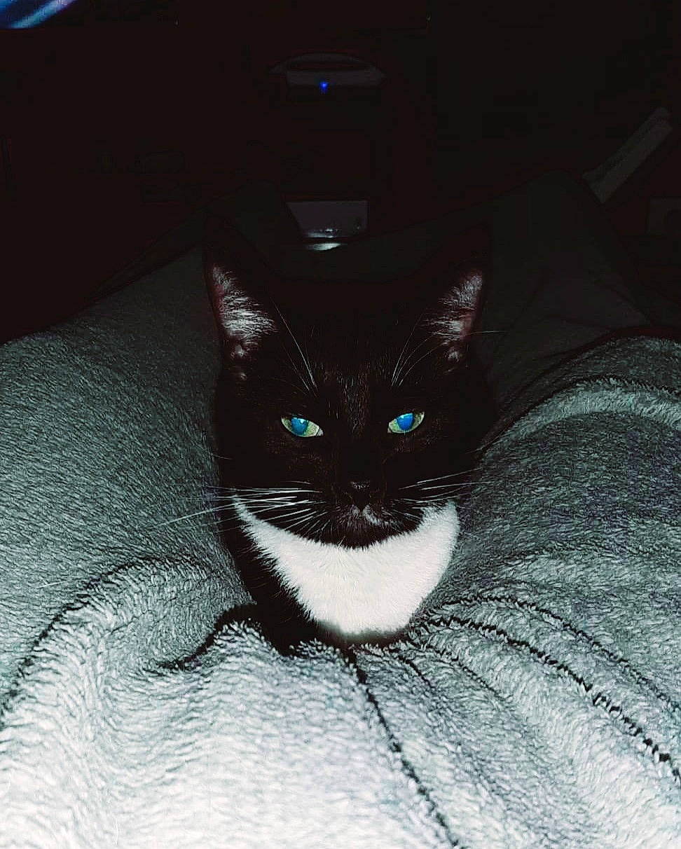 Simplet participe au concours pour gagner de l'argent avec cette photo : black_cat, carnivore, cat, cat_supply, comfort, darkness, domestic_short_haired_cat, electric_blue, felidae, fur, grey, linens, sitting, small_to_medium_sized_cats, snout, tail, tints_and_shades, tree, whiskers