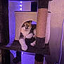 cat, calico_cat, cat_tree, scratching_post, indoor, purple_light, pet, paw, fur, relaxed, cubby, toy_ball, feline, household, cozy, portrait, animal, whiskers, curious, resting