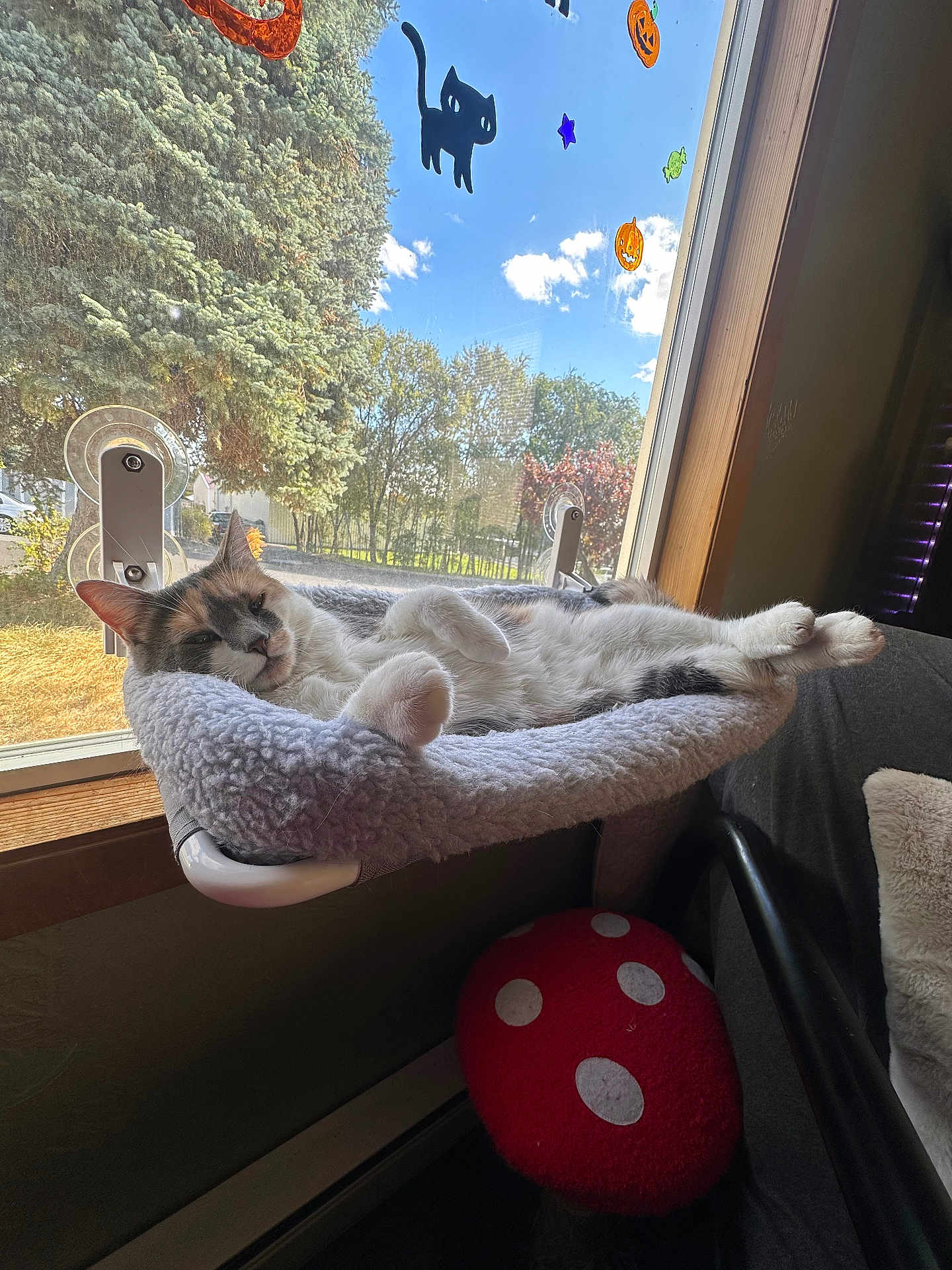 Guppy is registered to the contest to win money with this photo: cat, window, hammock, fluffy, sunlight, indoor, halloween, stickers, pumpkin, black_cat, tree, cushion, mushroom, red, white_spots, relaxing, pet, cozy, daylight, furniture