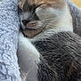 Guppy joined the competition — help win amazing prizes! cat, sleeping, cozy, bed, window, feline, fur, whiskers, closeup, relaxation, soft, pet, domestic_animal, cute, resting, indoor, animal, nap, comfort, fluffy