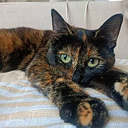 Nougat participe au concours pour gagner de l'argent avec cette photo : cat, tortoiseshell, green_eyes, paws, close_up, striped_blanket, lounging, feline, fur, relaxed, indoor, pet, animal, whiskers, ears, face, soft_texture, home, cozy, resting