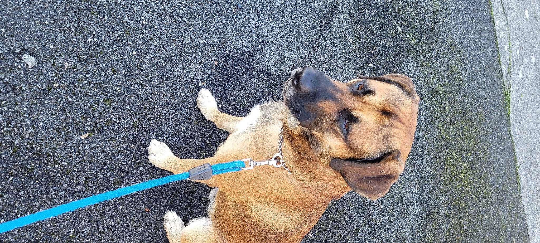 Diablo a rejoint le concours — aidez-le/la à gagner de superbes lots ! asphalt, canidae, carnivore, collar, companion_dog, dog, dog_breed, dog_collar, dog_supply, electric_blue, fawn, leash, paw, pet_supply, photograph, road_surface, sporting_group, tail, vertebrate, working_animal