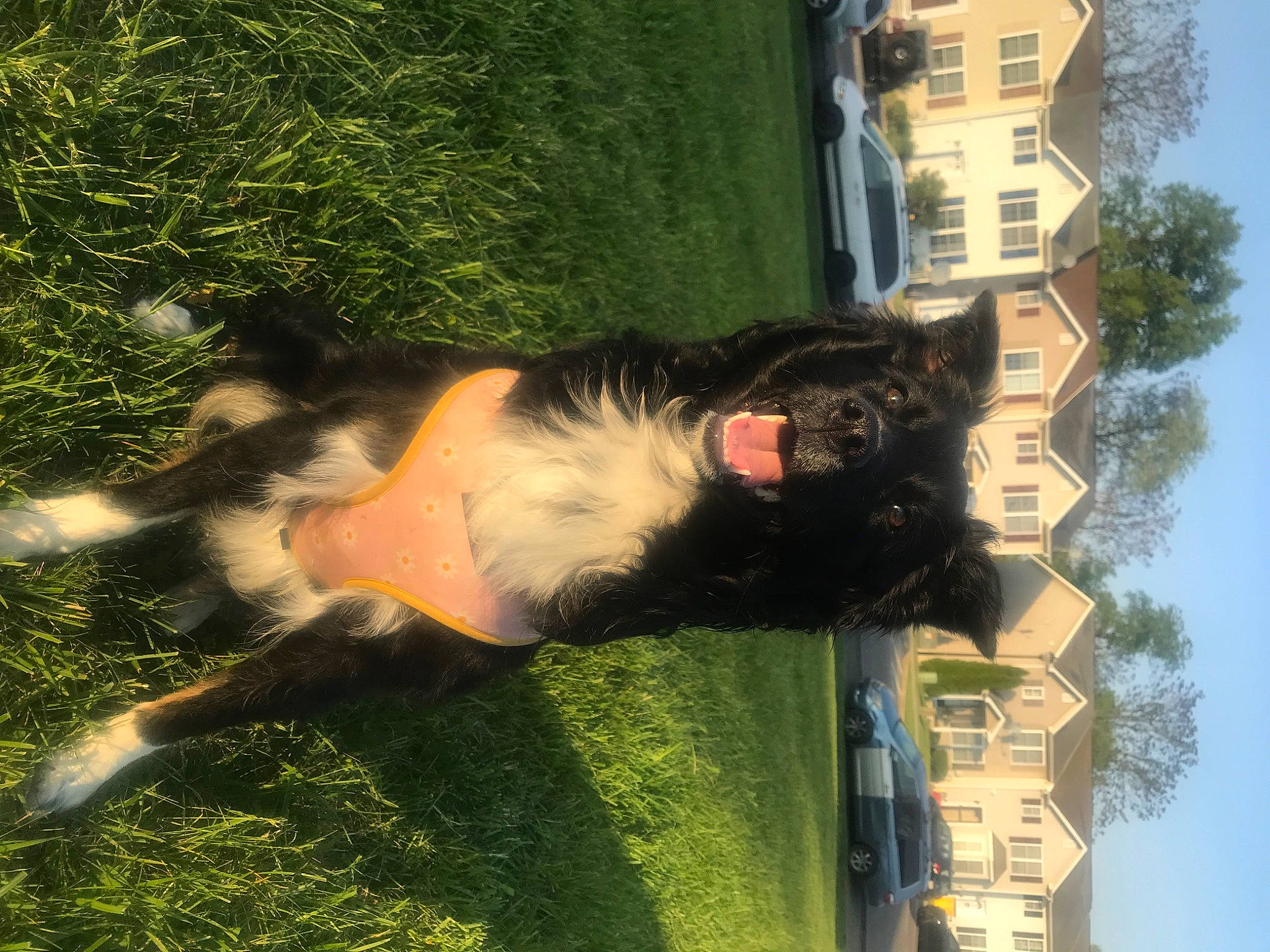 Lulu joined the competition — help win amazing prizes! canidae, carnivore, cat, companion_dog, dog, dog_breed, felidae, fur, grass, landscape, leisure, plant, reflection, shadow, sky, small_to_medium_sized_cats, sporting_group, tail, tree, window