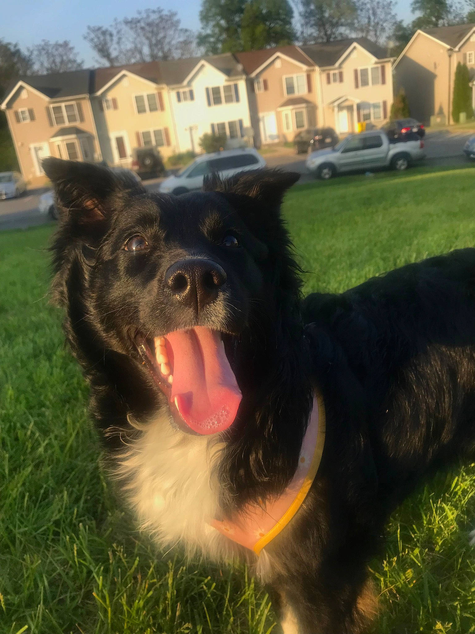 Lulu joined the competition — help win amazing prizes! building, car, carnivore, collar, companion_dog, dog, dog_breed, dog_collar, fang, grass, herding_dog, jaw, plant, sky, sporting_group, tree, wheel, whiskers, window, working_animal