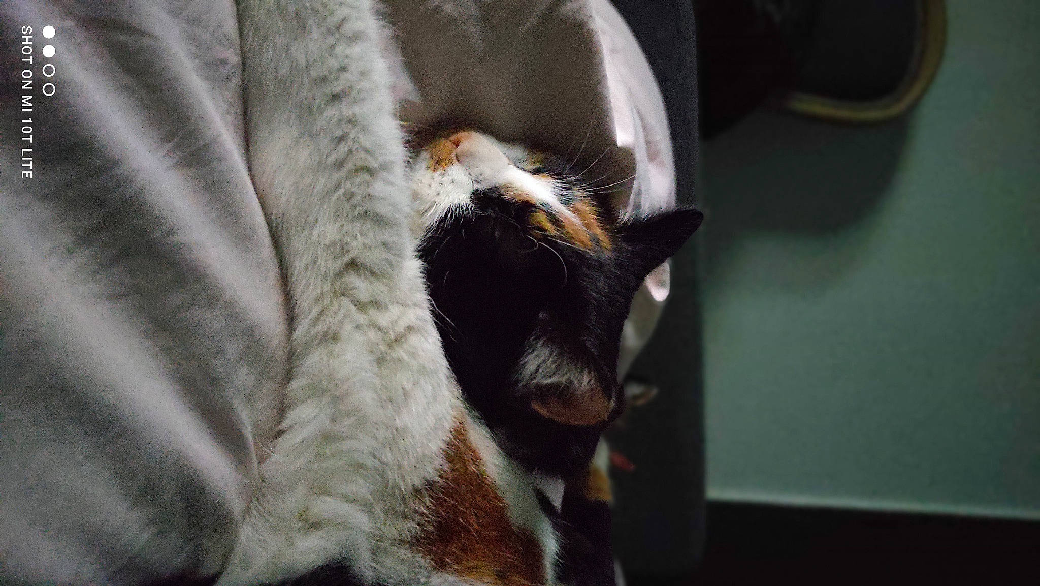 Ficelle a rejoint le concours — aidez-le/la à gagner de superbes lots ! carnivore, cat, cat_supply, claw, comfort, domestic_short_haired_cat, fang, felidae, fur, linens, nap, paw, small_to_medium_sized_cats, snout, tail, terrestrial_animal, whiskers, working_animal