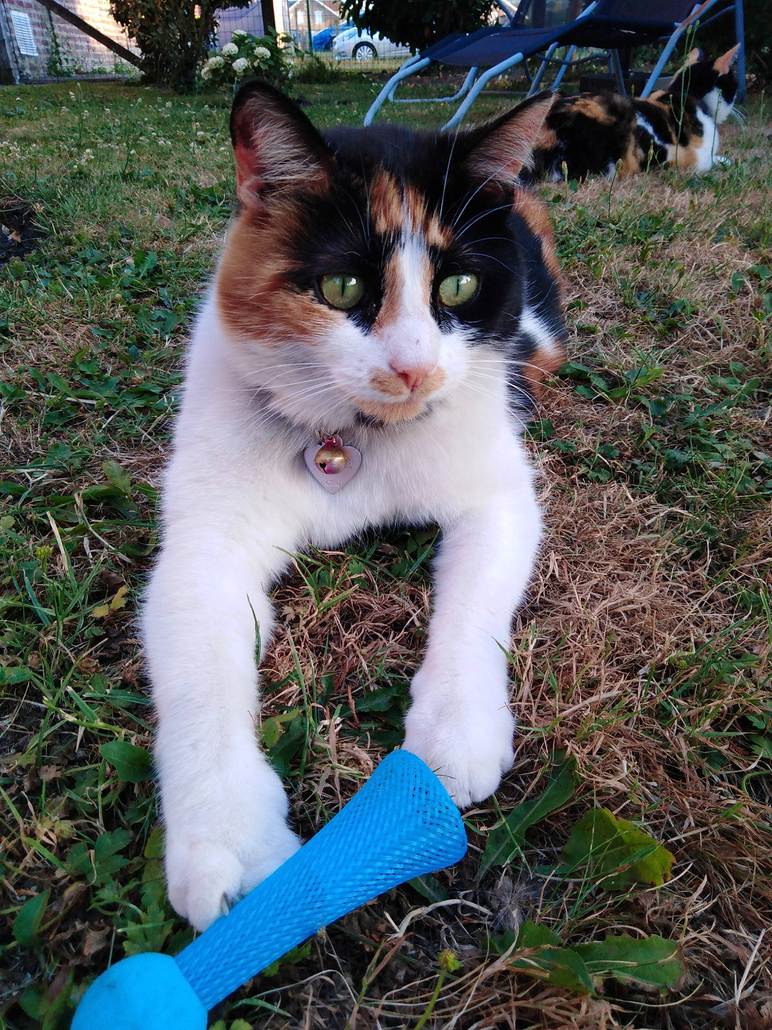 Ficelle participe au concours pour gagner de l'argent avec cette photo : cat, domestic_short_haired_cat, electric_blue, fawn, felidae, fur, grass, plant, sitting, small_to_medium_sized_cats, tail, tree, vertebrate, whiskers